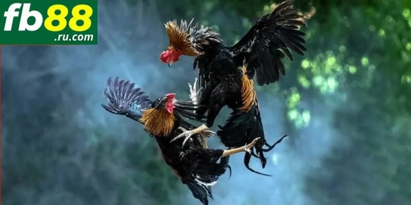 Bạn có thể tham gia đá gà tre