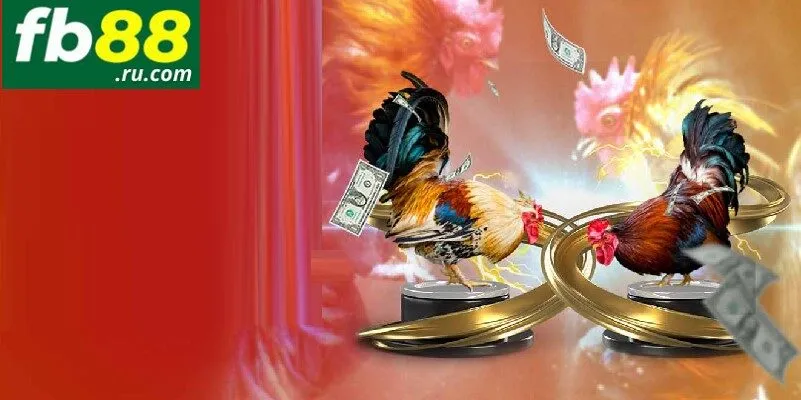 Cá cược chiến kê cựa dao siêu hấp dẫn